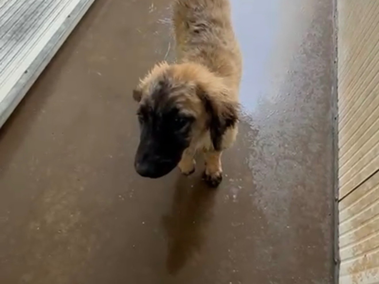 Adotta un cane, taglia media contenuta, femmina, Latina