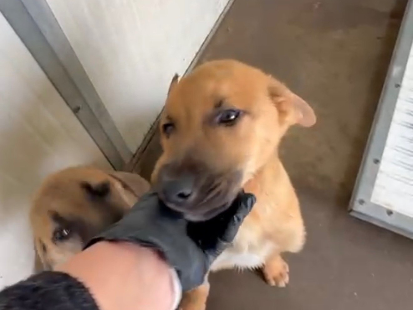 Vuoi adottare un cane a Latina?