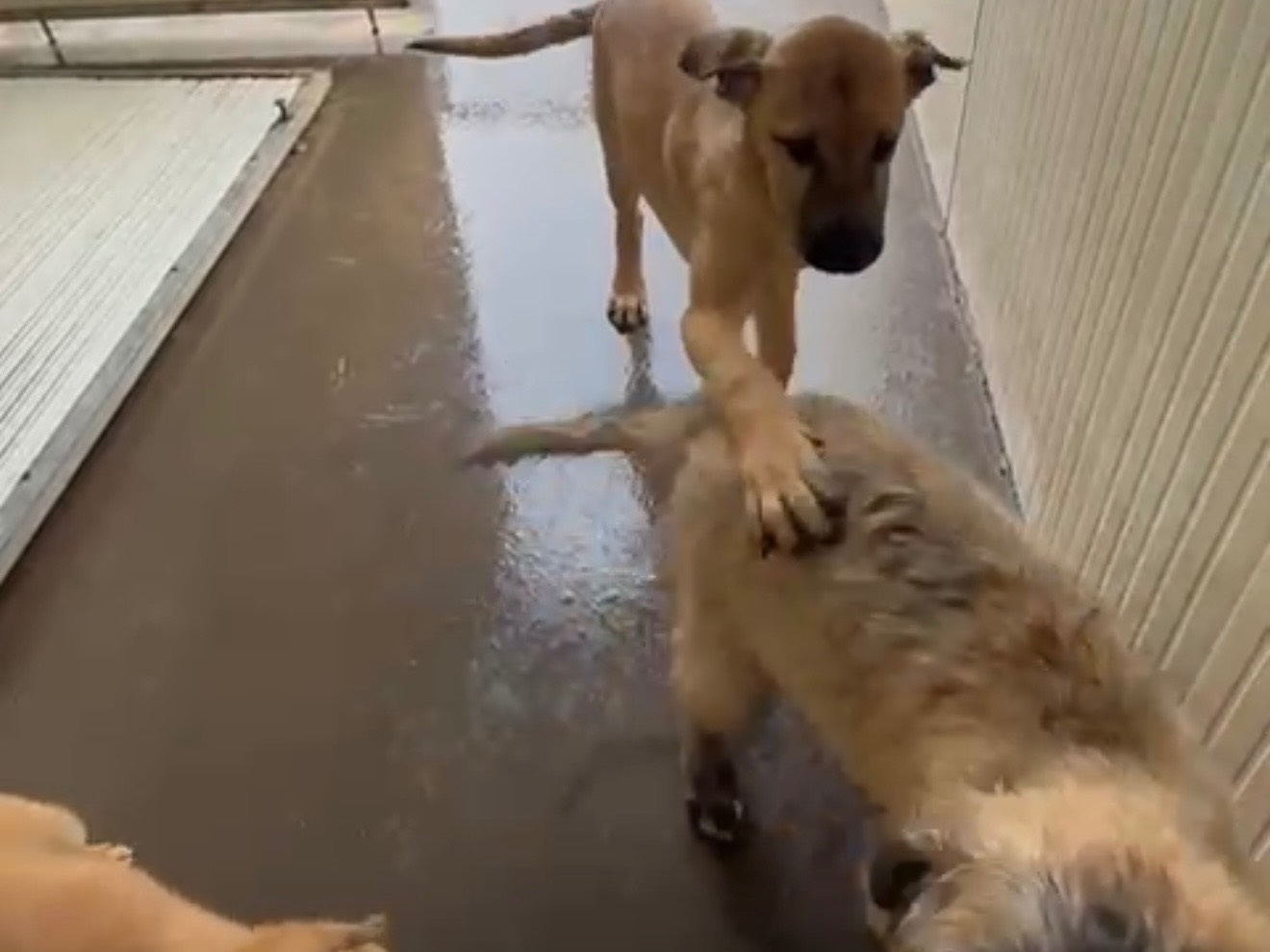 Adotta il cane Sister a Latina