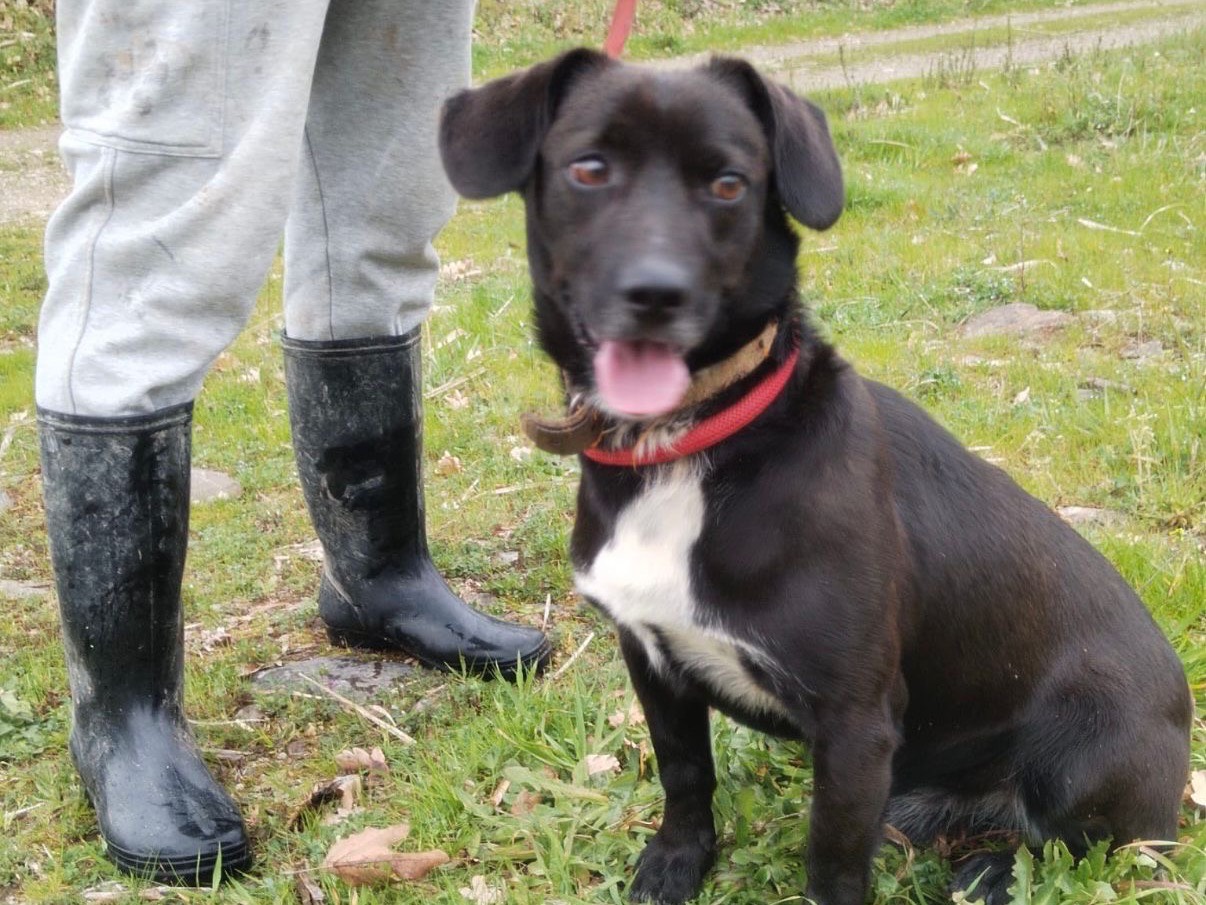 Adotta il cane Milo a Catanzaro