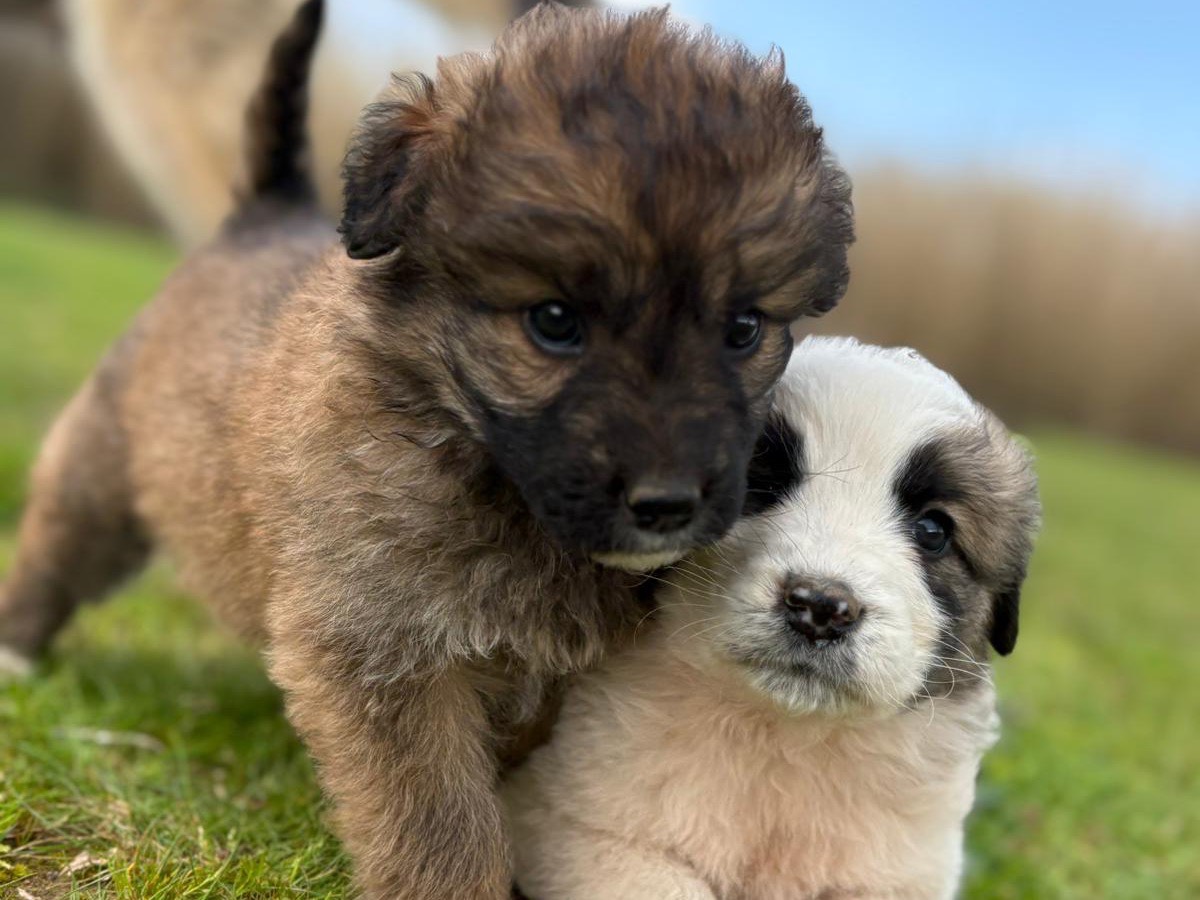 Adotta il cane Moka a Catanzaro