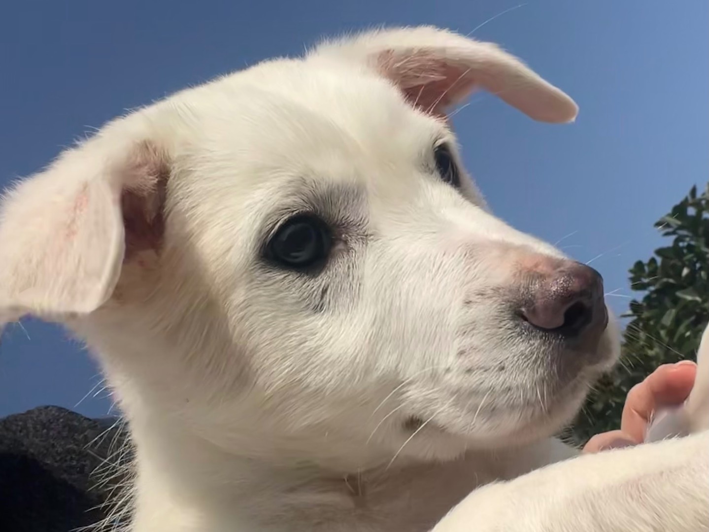 Adotta il cane OTIS a Enna