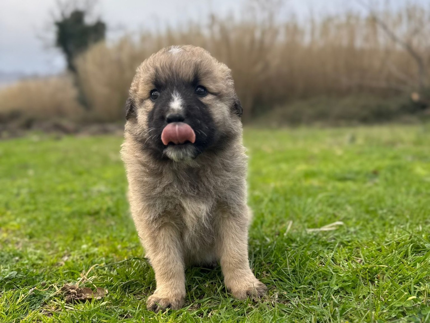 Vuoi adottare un cane a Catanzaro?