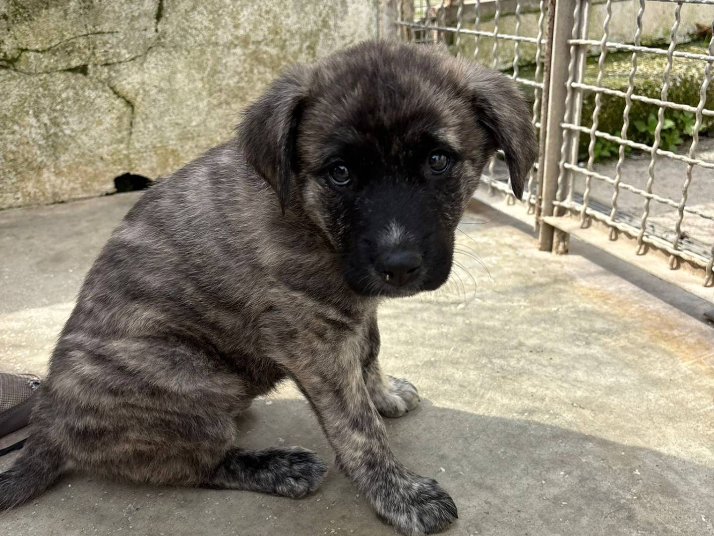 Adotta un cane, femmina, 1 settimana, Caserta
