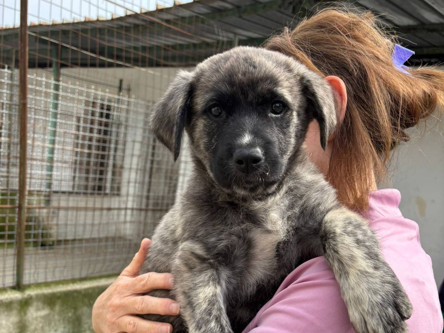 Adotta un cane, taglia media, femmina, Caserta