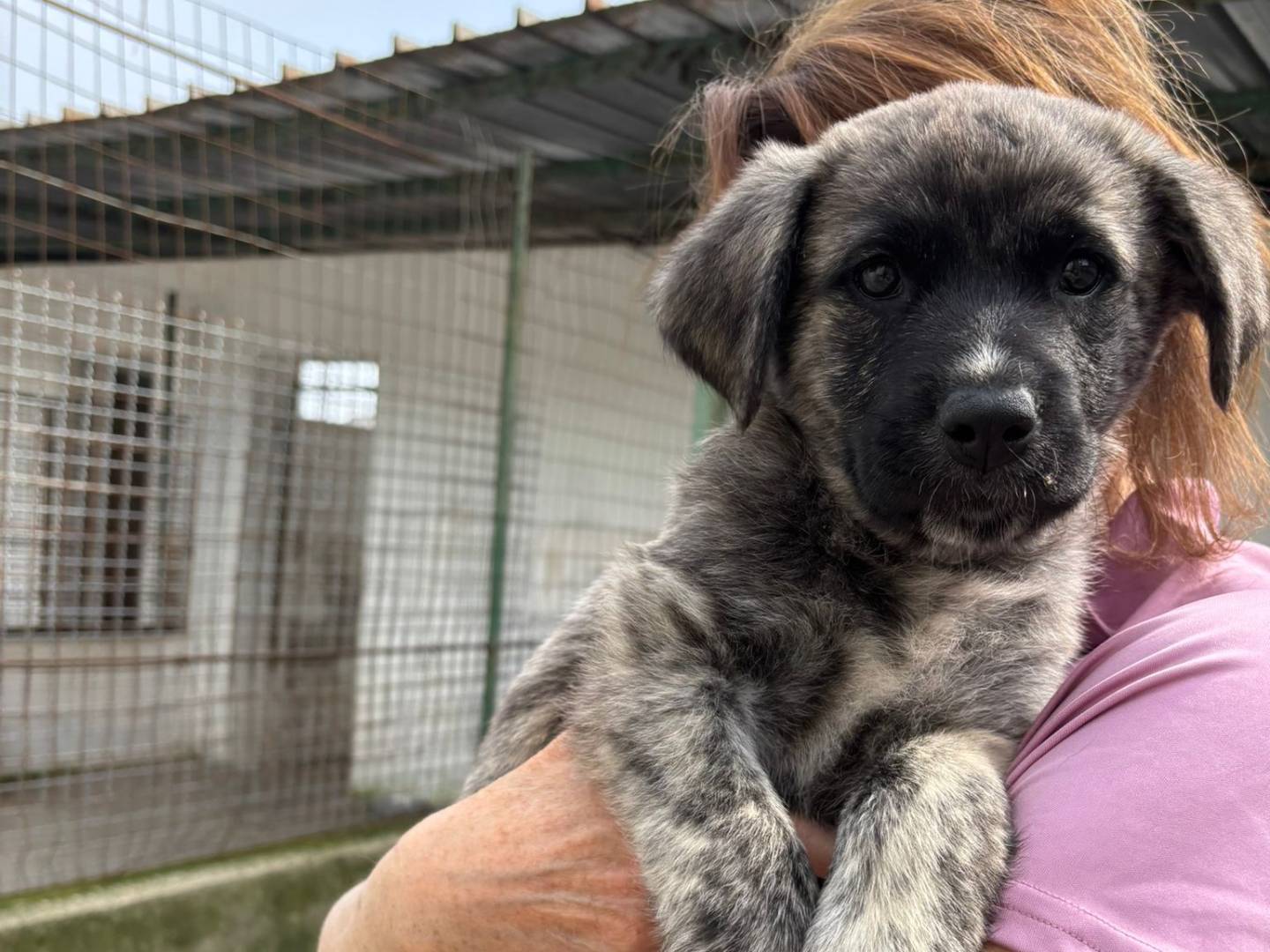 Vuoi adottare un cane a Caserta?