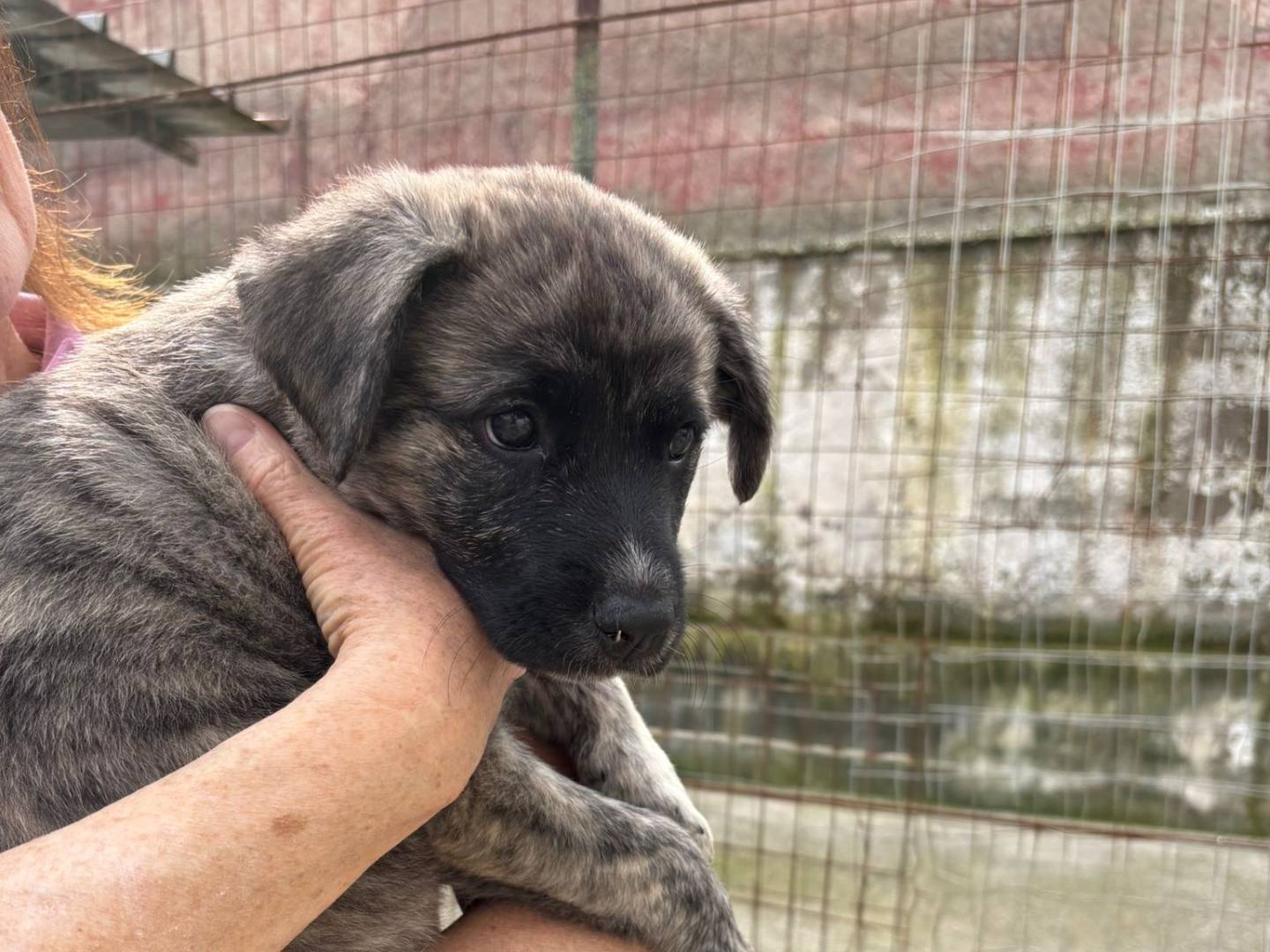 Adotta il cane CRYSTAL  a Caserta