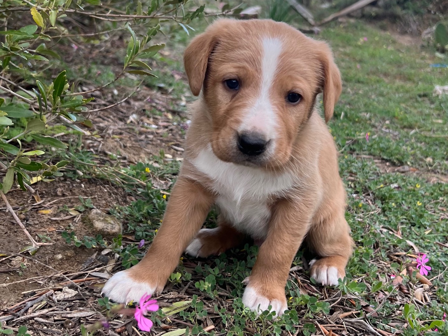 Adozione cane, maschio, Razza sconosciuta Razza sconosciuta, 2 mesi, taglia media, Enna