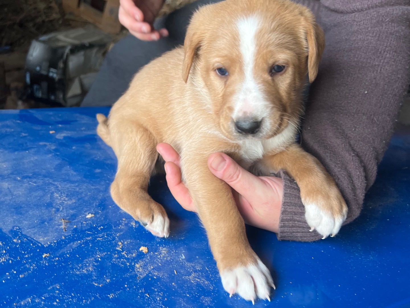 Adotta un cane, maschio, 2 mesi, Enna