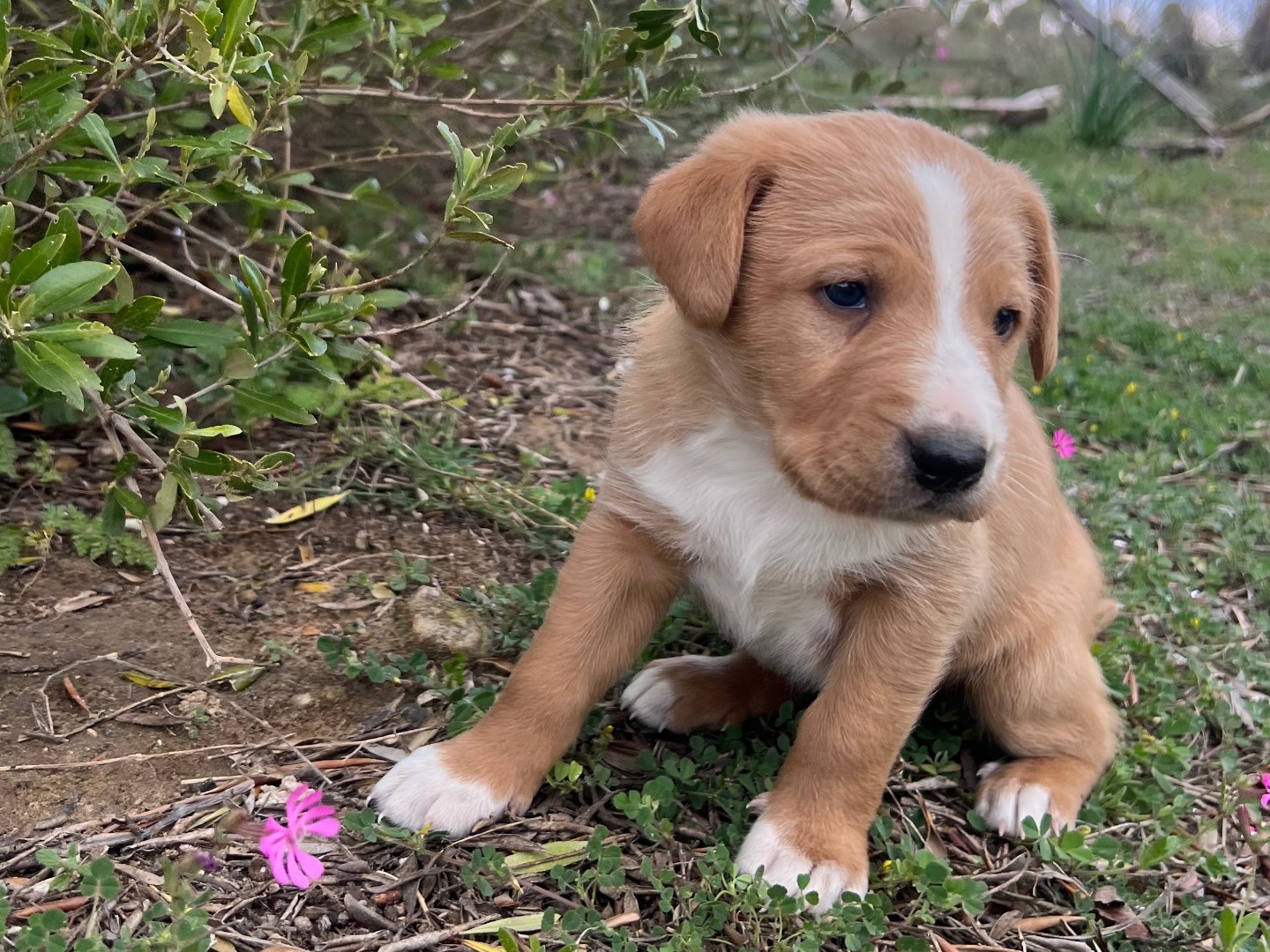 Adotta un cane, taglia media, maschio, Enna