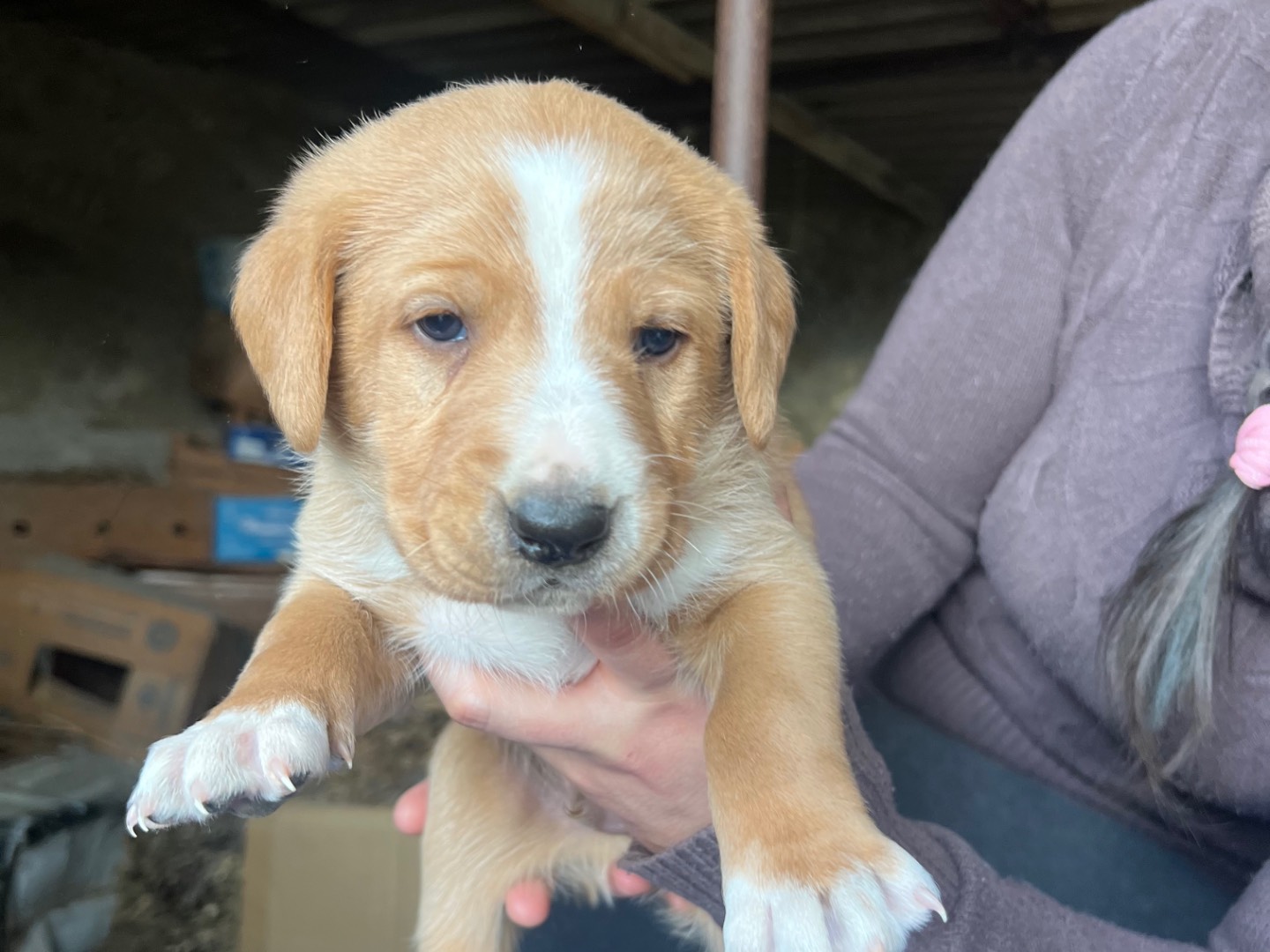 Vuoi adottare un cane a Enna?