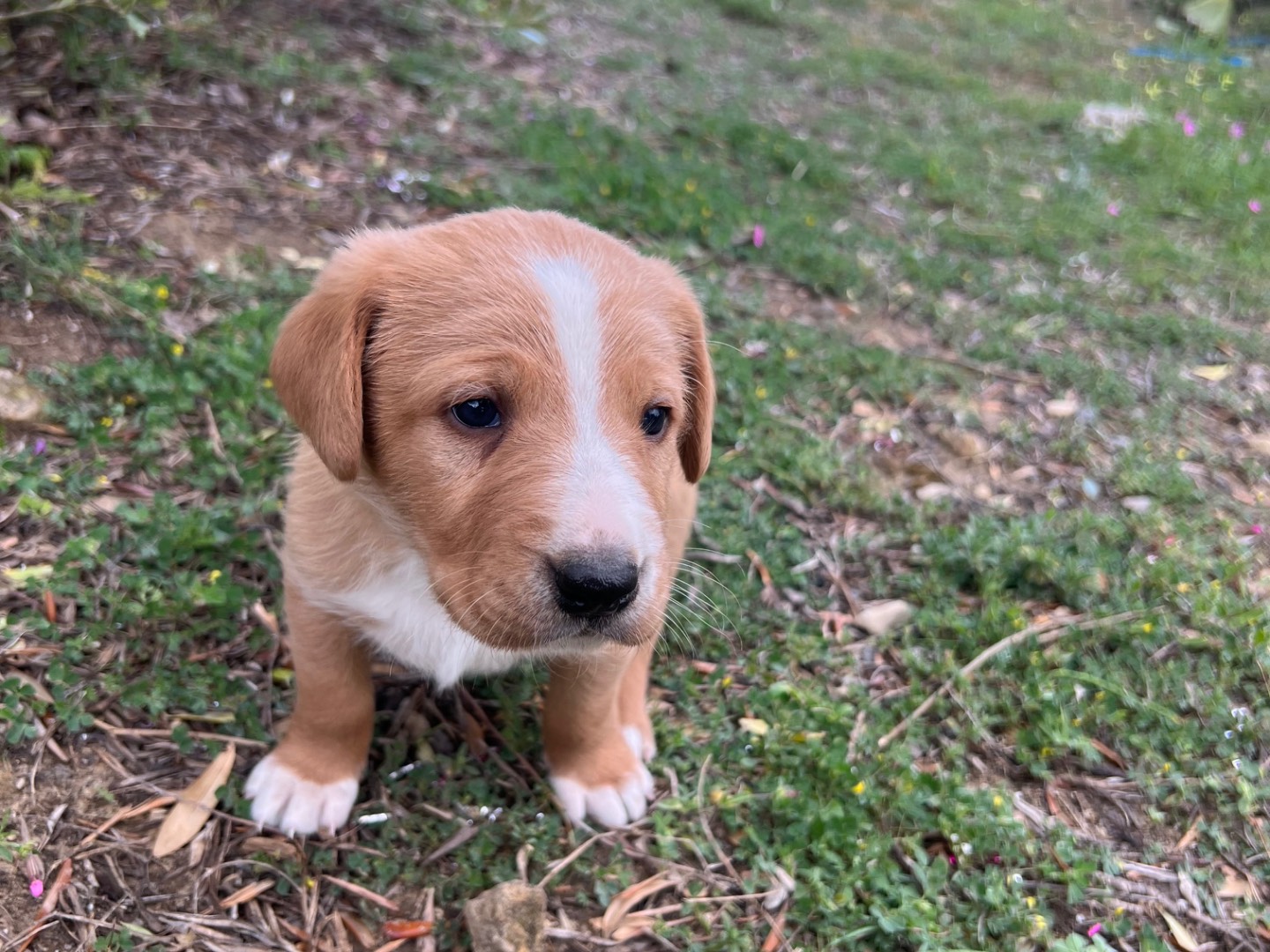 Adotta il cane ROMOLO a Enna