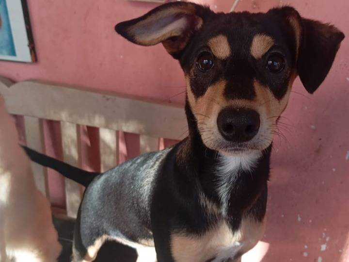 Adozione cane, femmina, Razza sconosciuta Razza sconosciuta, 7 mesi, taglia piccola, Catania