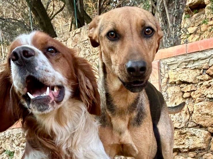 Adotta il cane Poli a Savona