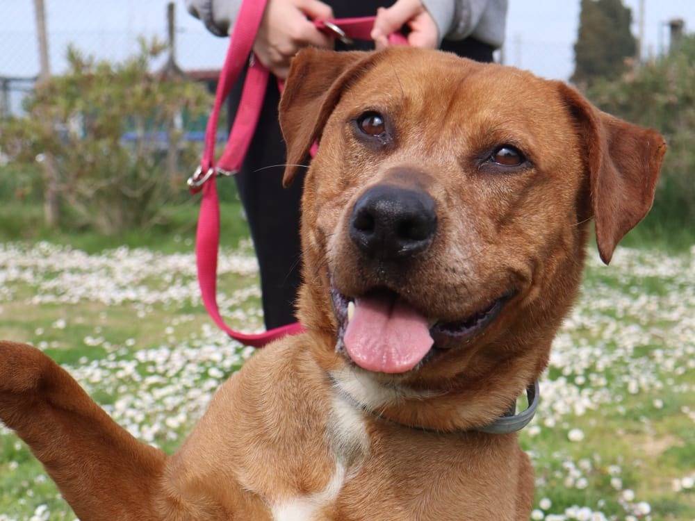 Adotta un cane, femmina, 9 anni e 1 mese, Pisa