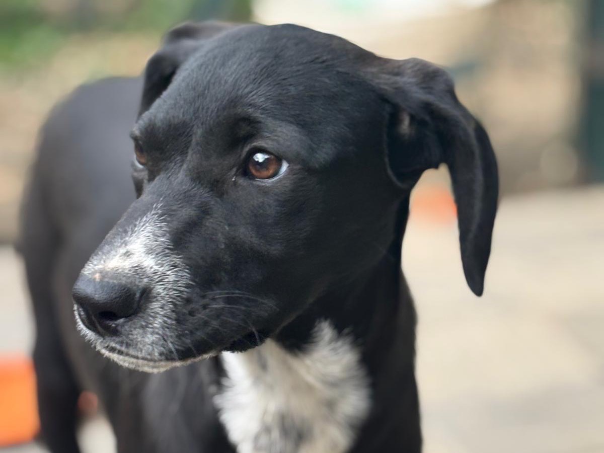 Adotta il cane Rapunzel a Savona