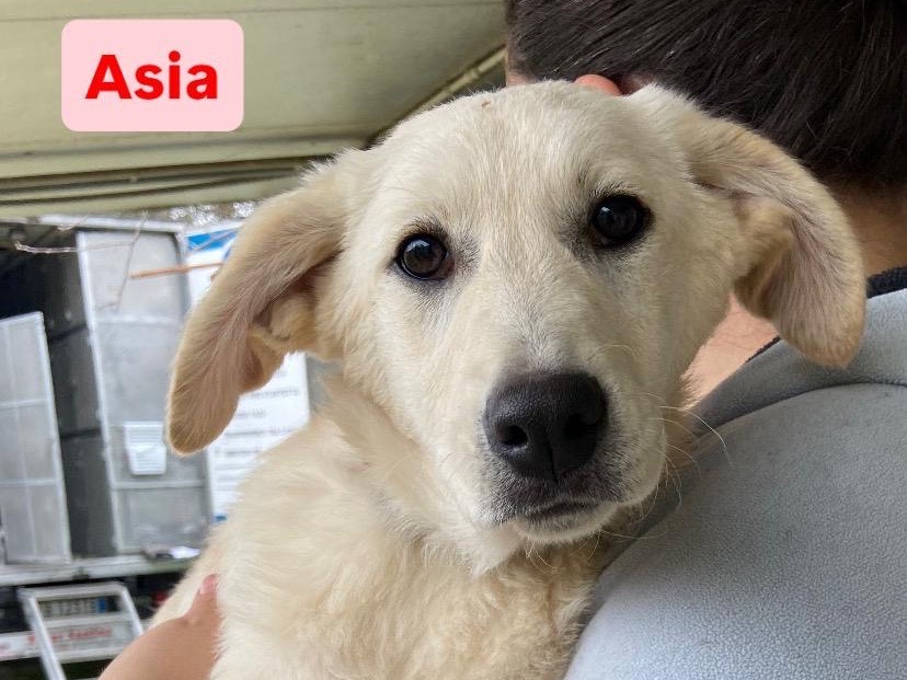 Adozione cane, femmina, Razza sconosciuta Razza sconosciuta, 5 mesi, taglia media, Savona