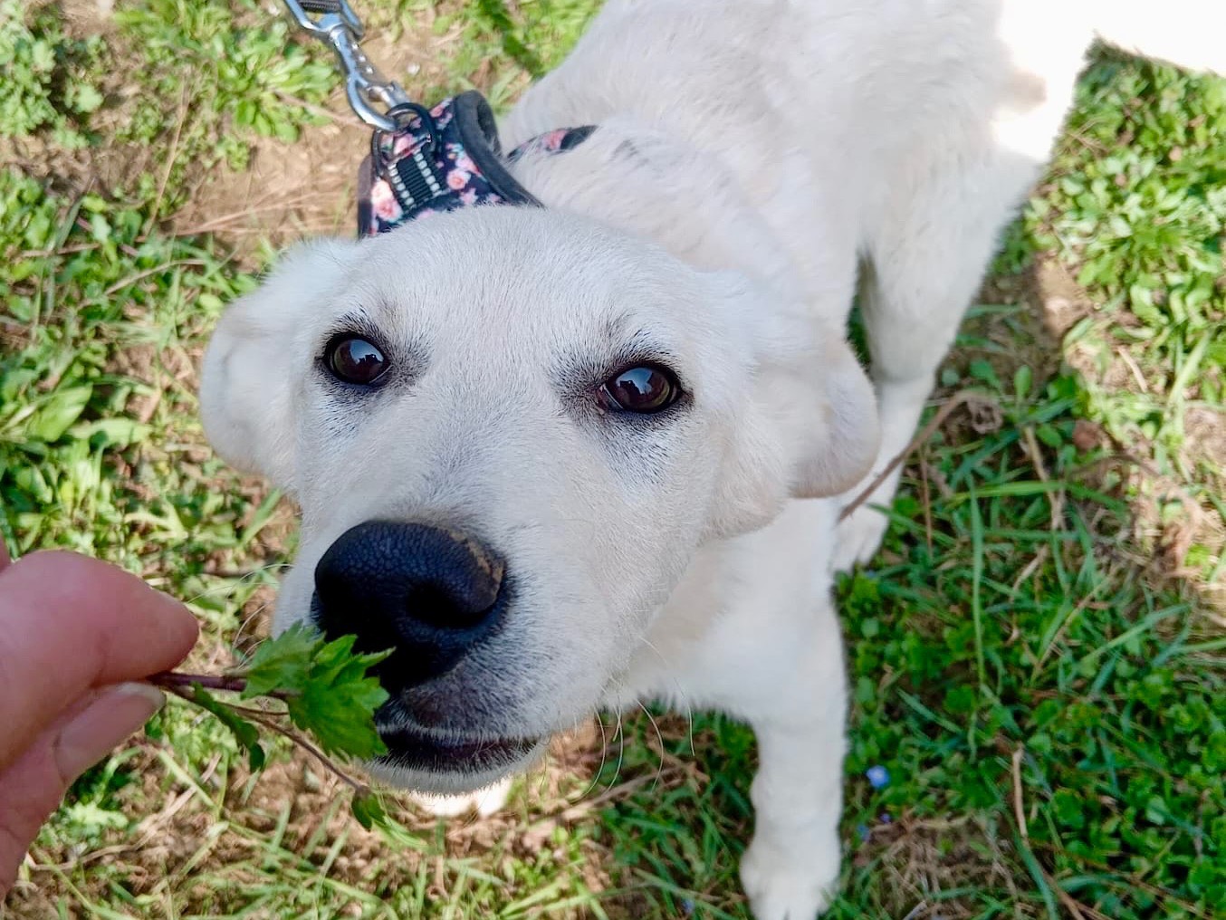 Adotta un cane, femmina, 5 mesi, Savona