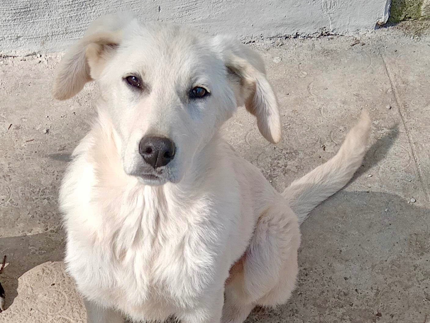 Adotta un cane, taglia media, femmina, Savona