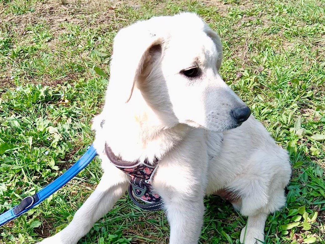 Vuoi adottare un cane a Savona?