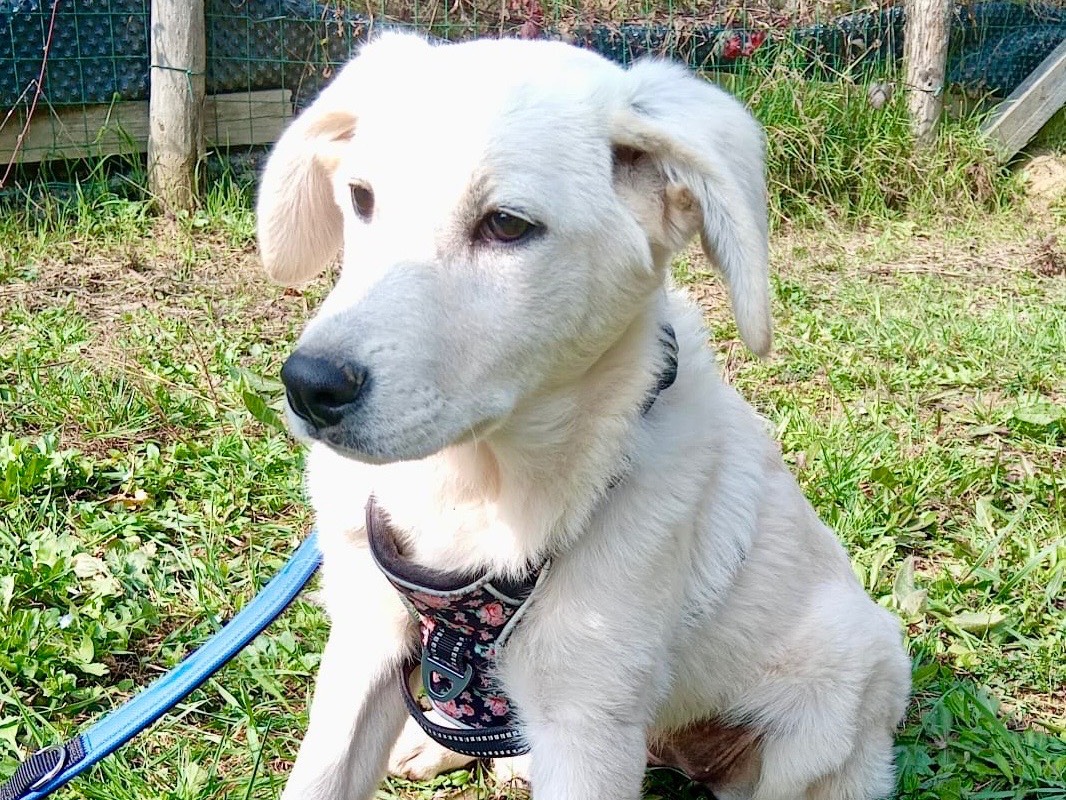 Adotta il cane Asia a Savona