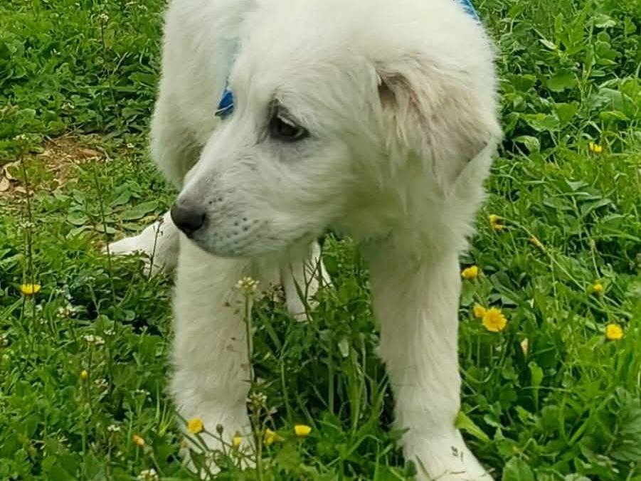 Vuoi adottare un cane a Bari?