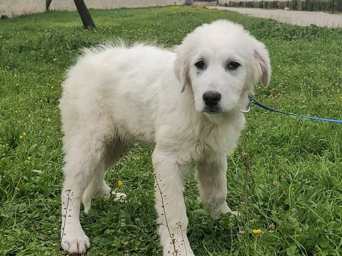 Adotta il cane Sisma a Bari