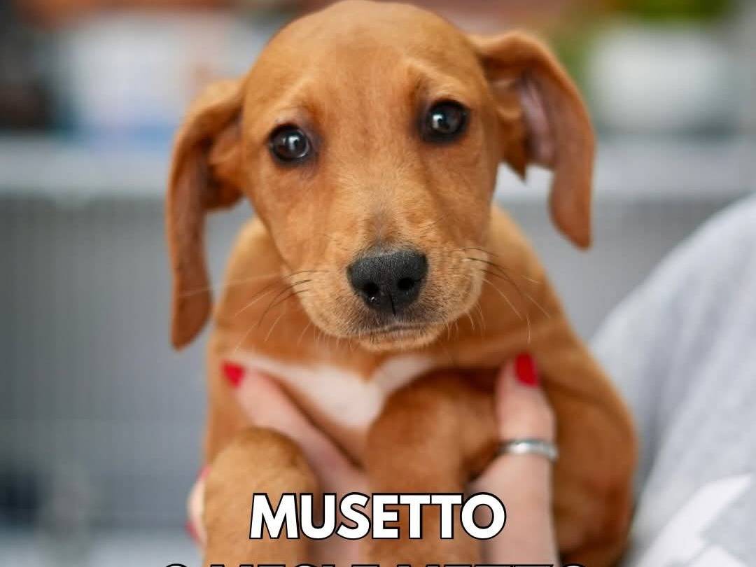Adozione cane, maschio, Razza sconosciuta Razza sconosciuta, 3 mesi, taglia media contenuta, Messina