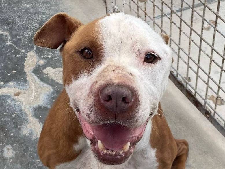 Adozione cane, maschio, Razza sconosciuta Razza sconosciuta, 3 anni e 2 mesi, taglia media, Barletta