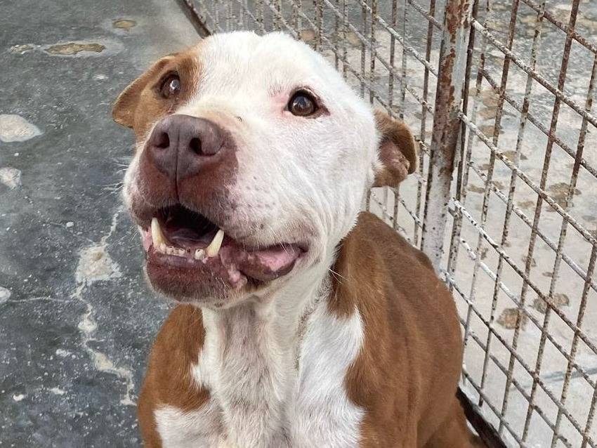 Adotta un cane, maschio, 3 anni e 2 mesi, Barletta
