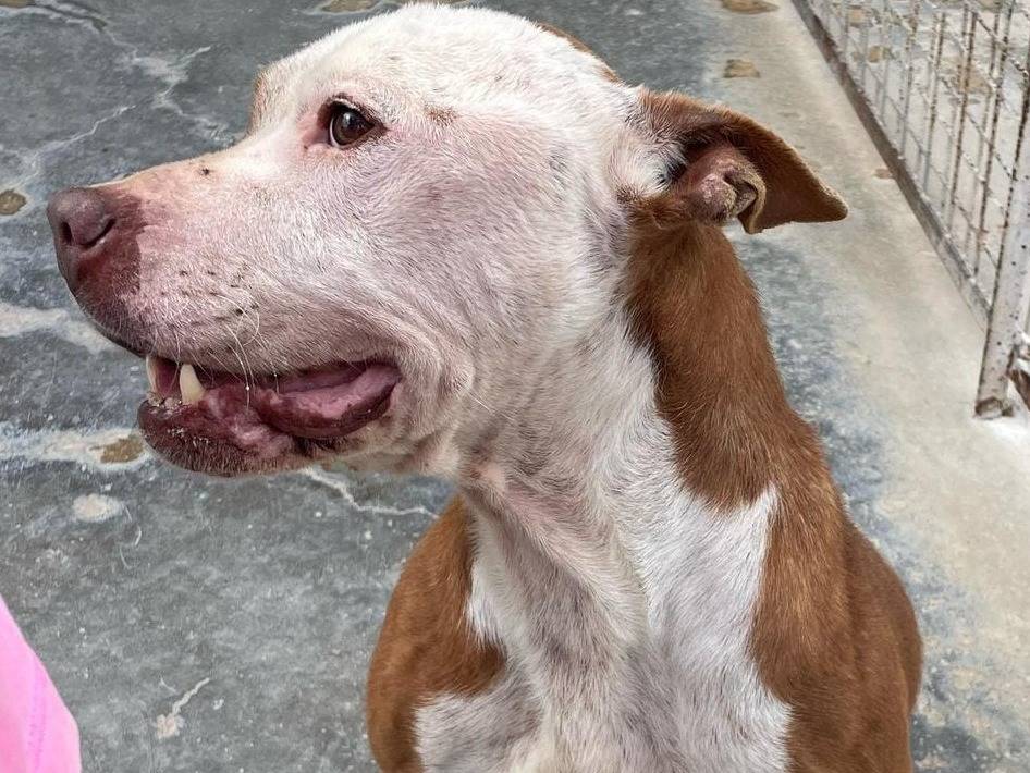 Adotta un cane, taglia media, maschio, Barletta