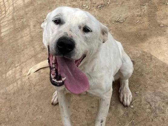 Adozione cane, femmina, Razza sconosciuta Razza sconosciuta, 3 anni e 2 mesi, taglia media, Barletta