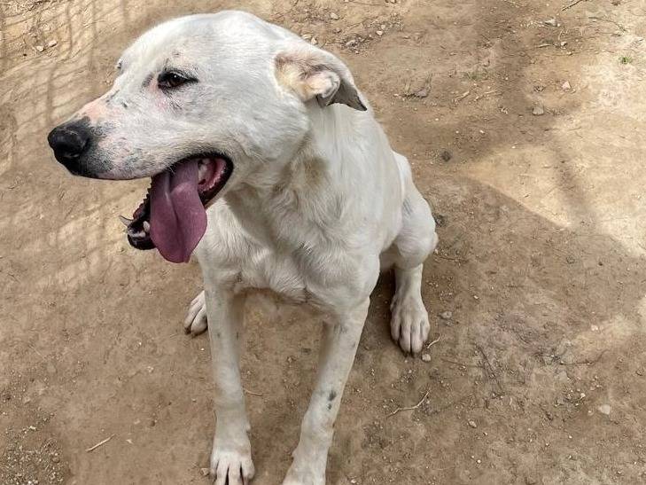 Adotta un cane, taglia media, femmina, Barletta