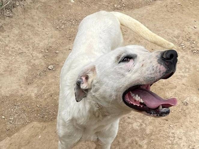 Vuoi adottare un cane a Barletta?