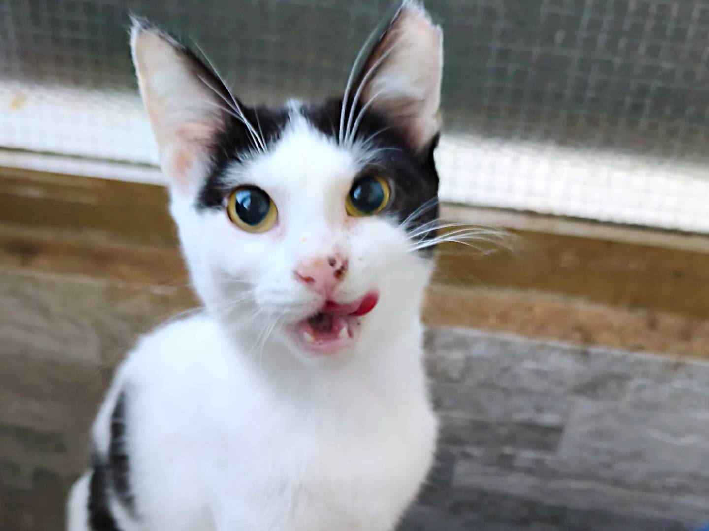 Adozione gatto, femmina, Razza sconosciuta Razza sconosciuta, 7 mesi, taglia non valida, Messina