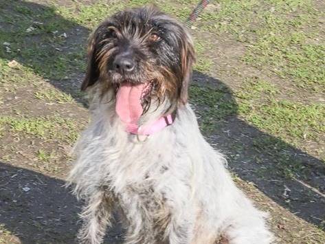 Adotta un cane, femmina, 3 anni e 11 mesi, Pavia