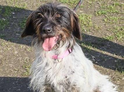 Adotta un cane, taglia media contenuta, femmina, Pavia