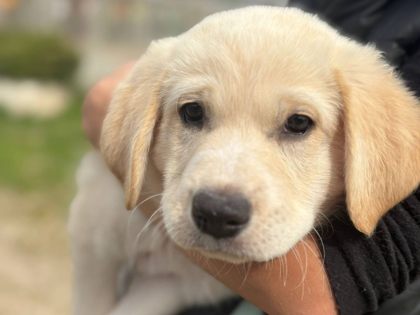Adozione cane, femmina, Razza sconosciuta Razza sconosciuta, 3 mesi, taglia media, Caserta