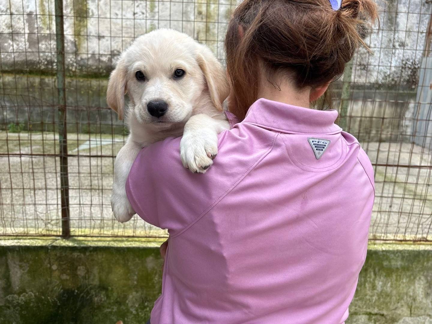 Adotta un cane, femmina, 3 mesi, Caserta