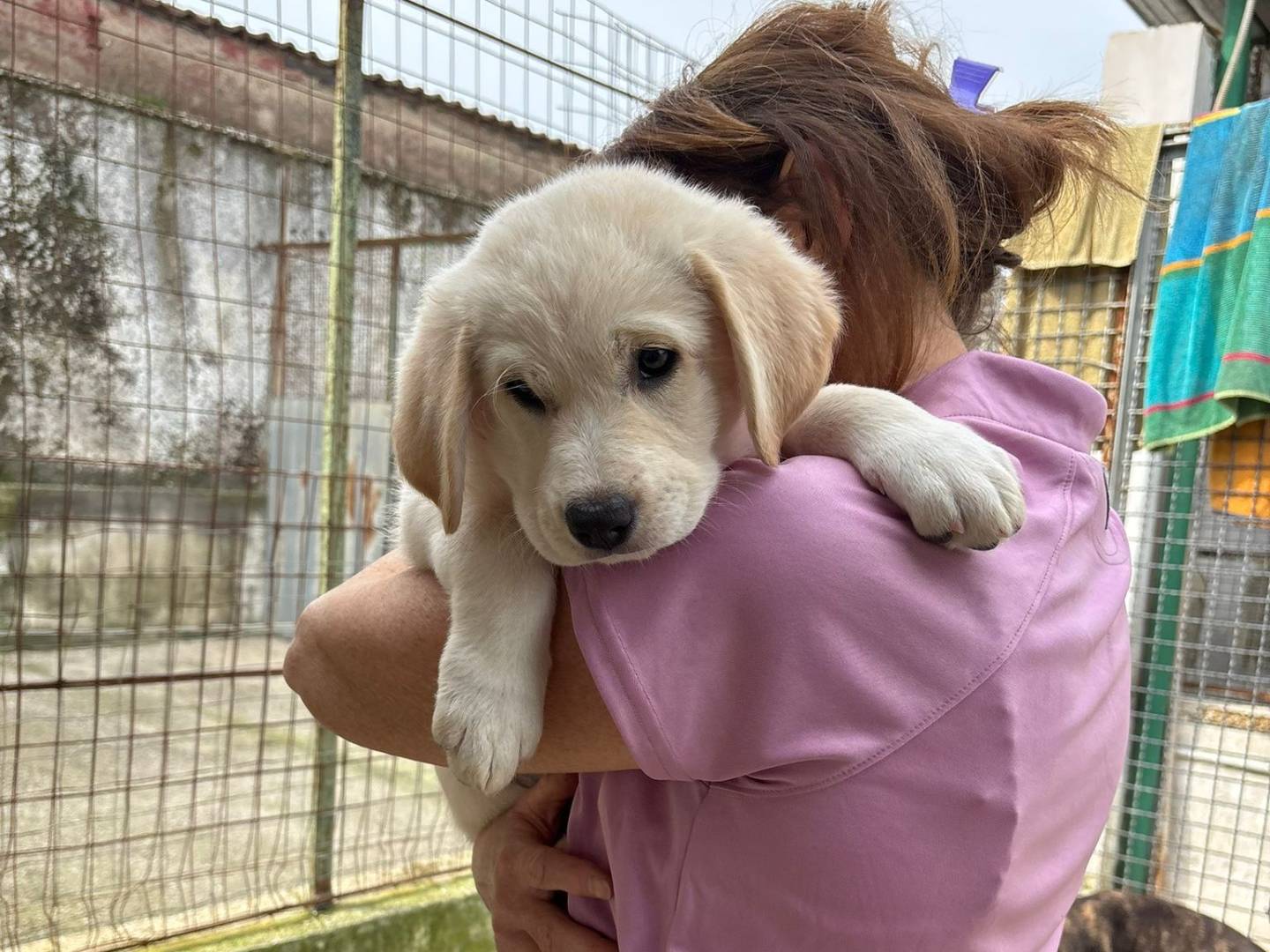 Vuoi adottare un cane a Caserta?