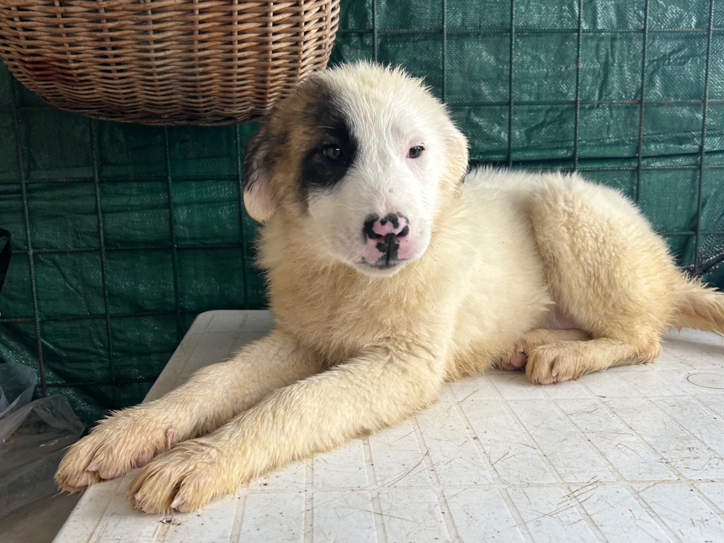 Adozione cane, femmina, Razza sconosciuta Razza sconosciuta, 5 mesi, taglia media, Foggia