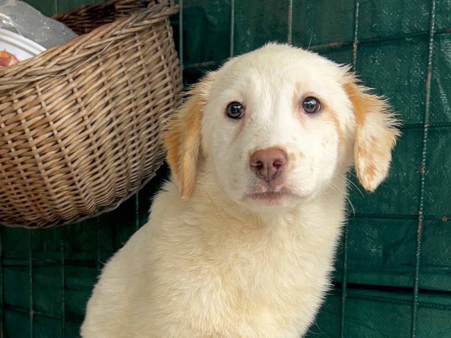 Adozione cane, femmina, Razza sconosciuta Razza sconosciuta, 5 mesi, taglia media, Foggia