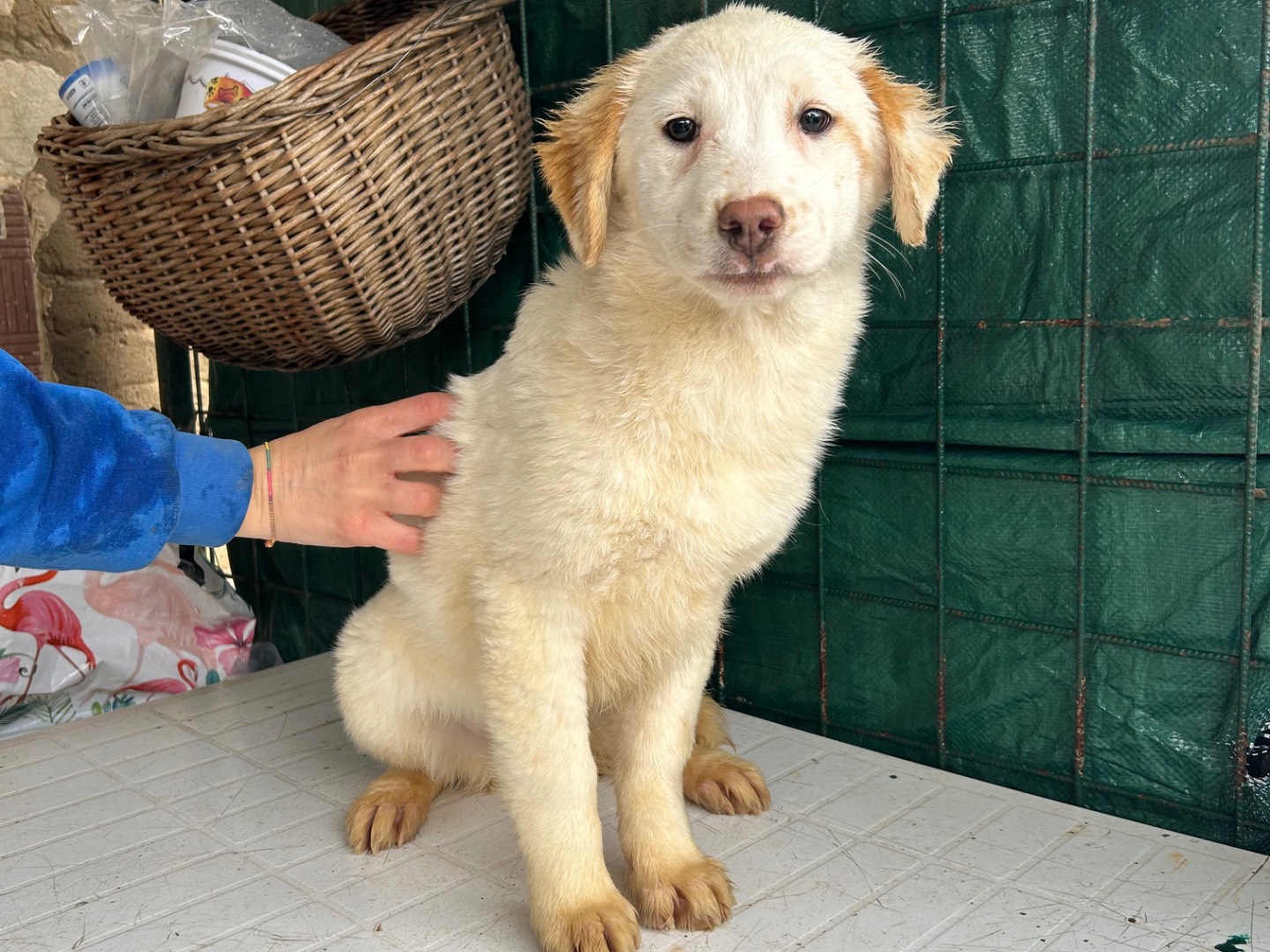 Adotta un cane, taglia media, femmina, Foggia