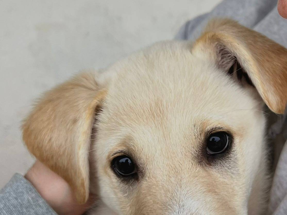 Vuoi adottare un cane a Caserta?