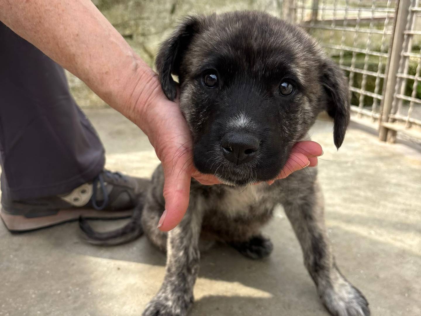 Adozione cane, femmina, Razza sconosciuta Razza sconosciuta, 1 settimana, taglia media, Caserta