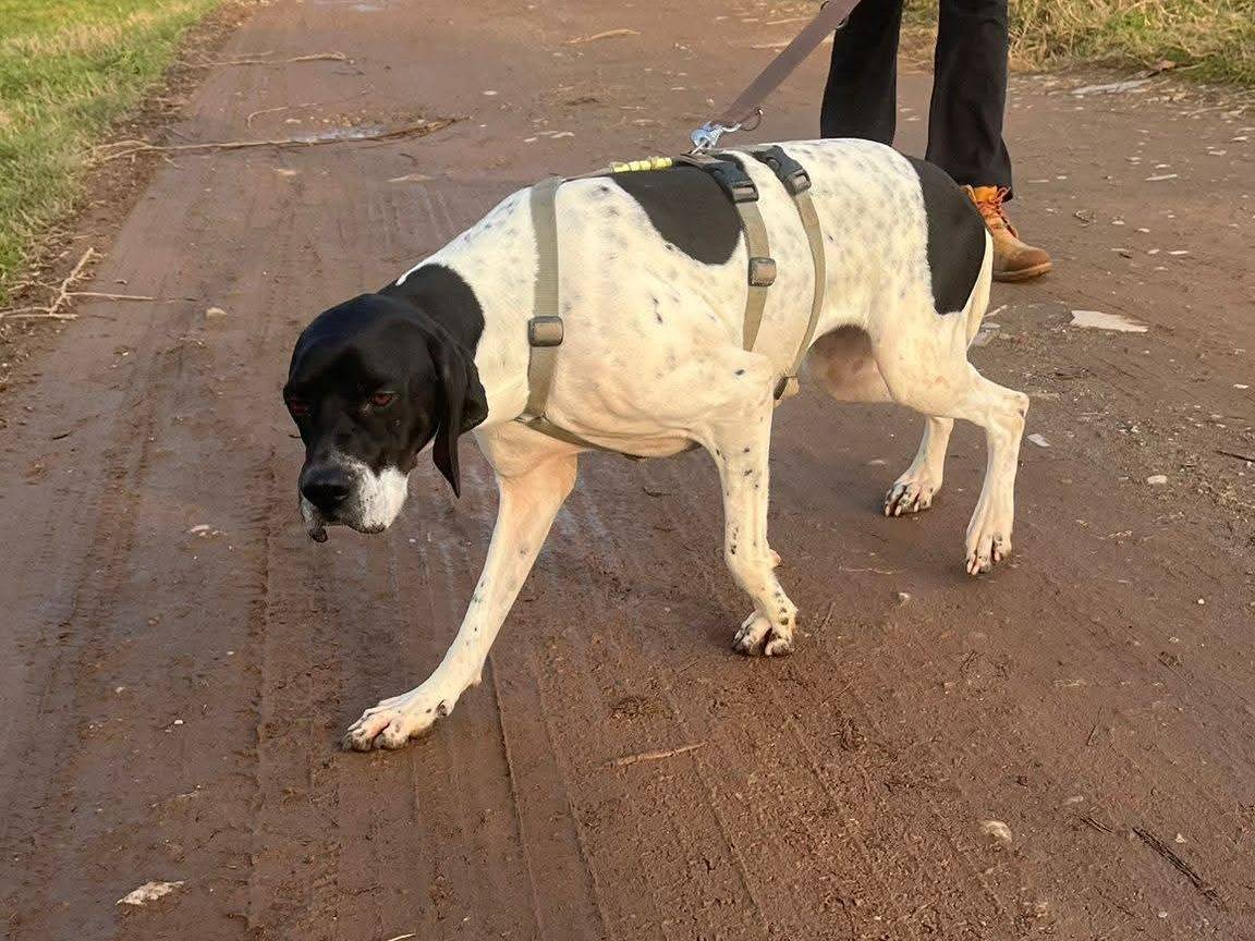 Adozione cane, femmina, Pointer Razza sconosciuta, 3 anni e 5 mesi, taglia media, Milano