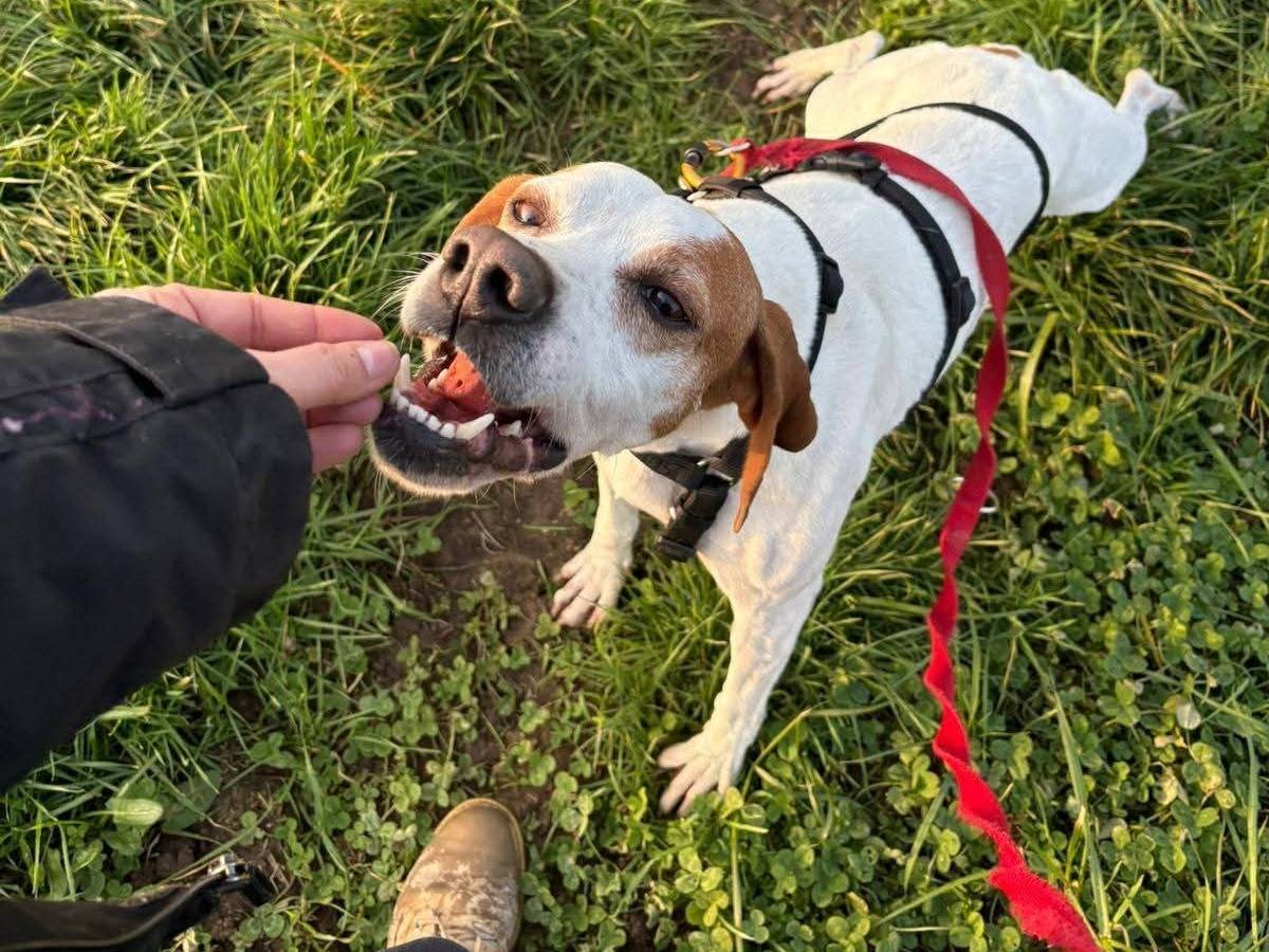 Adotta un cane, taglia media, femmina, Milano