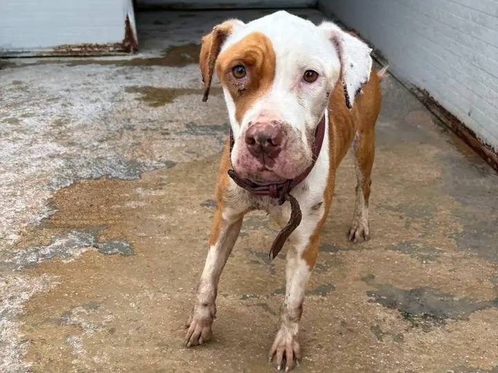 Adozione cane, femmina, Pitbull Razza sconosciuta, 3 anni e 5 mesi, taglia media contenuta, Brindisi