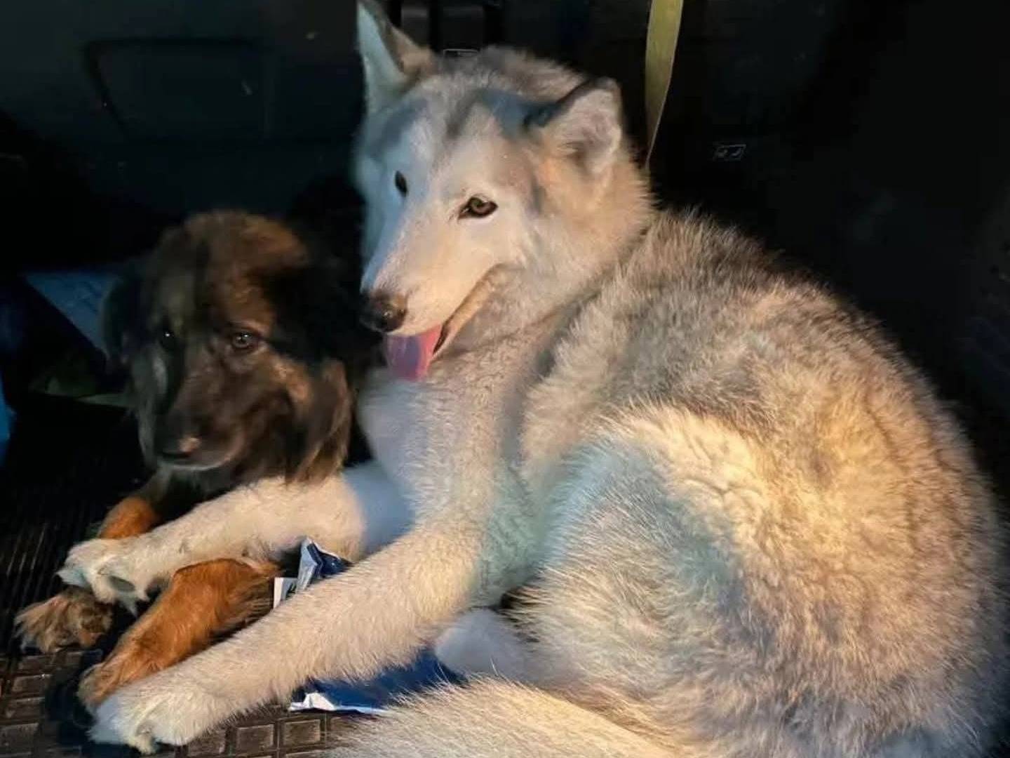 Adotta un cane, femmina, 5 anni, Milano