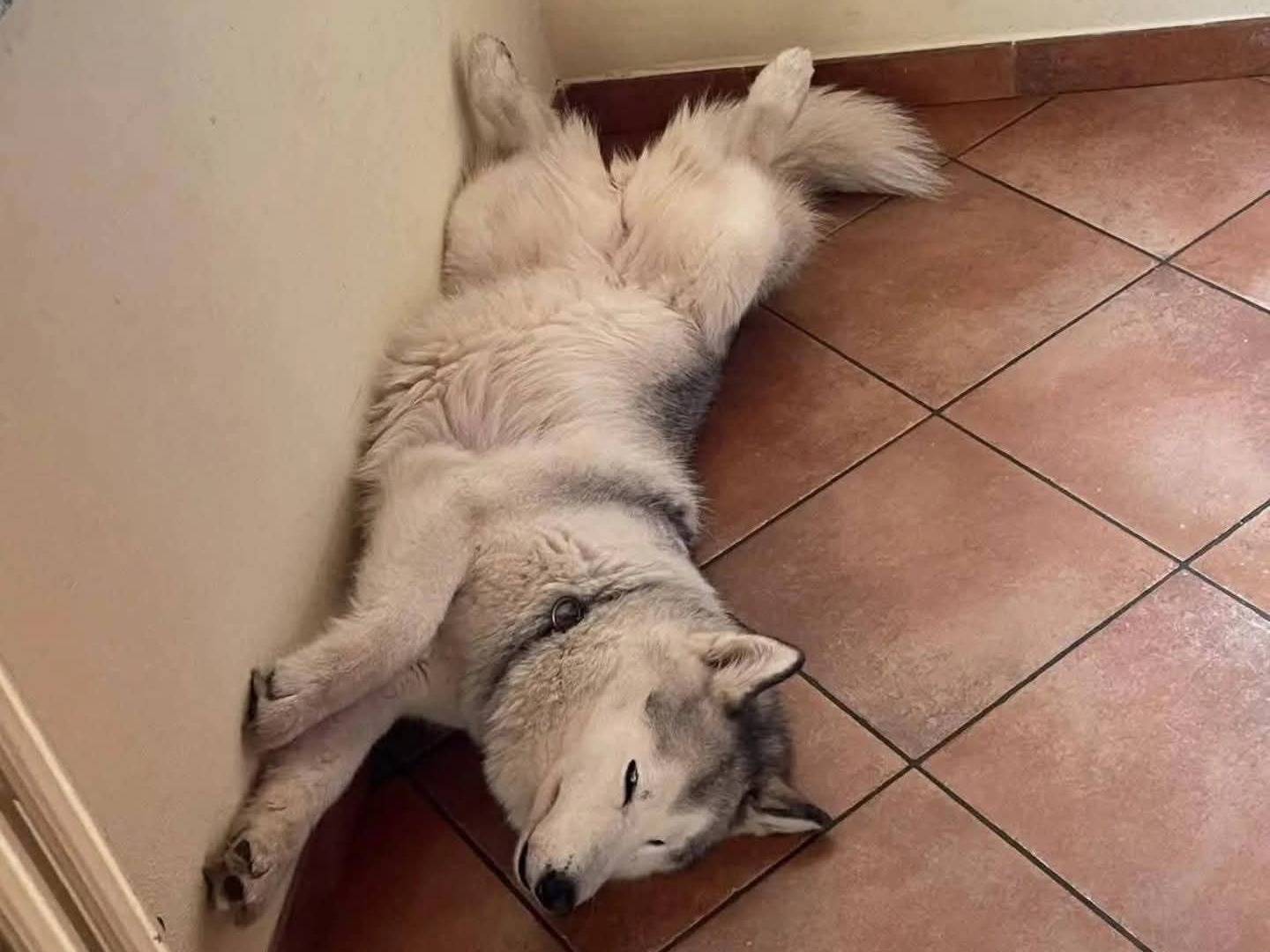 Adotta un cane, taglia grande, femmina, Milano